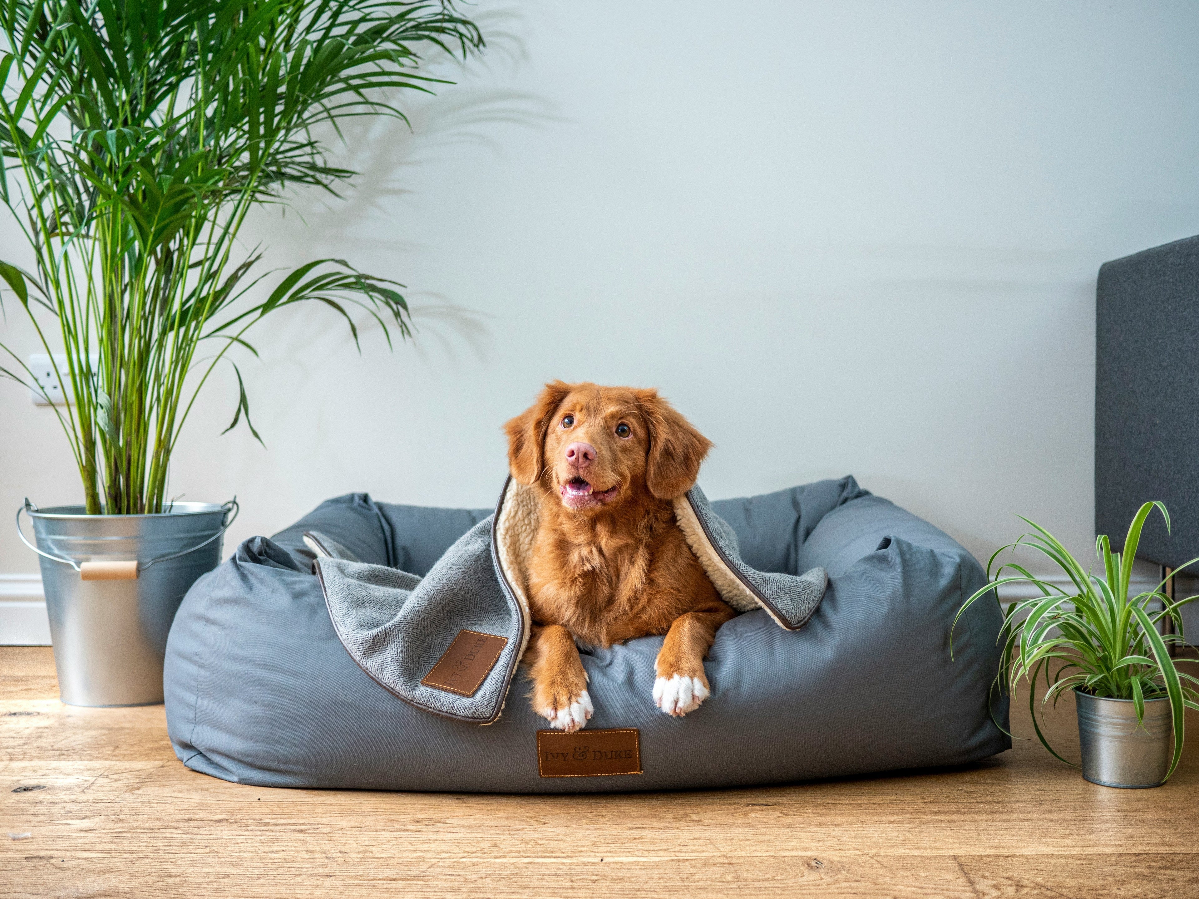 How Often Should You Really Wash Your Dog’s Bed? (The Ultimate Hygiene Guide)