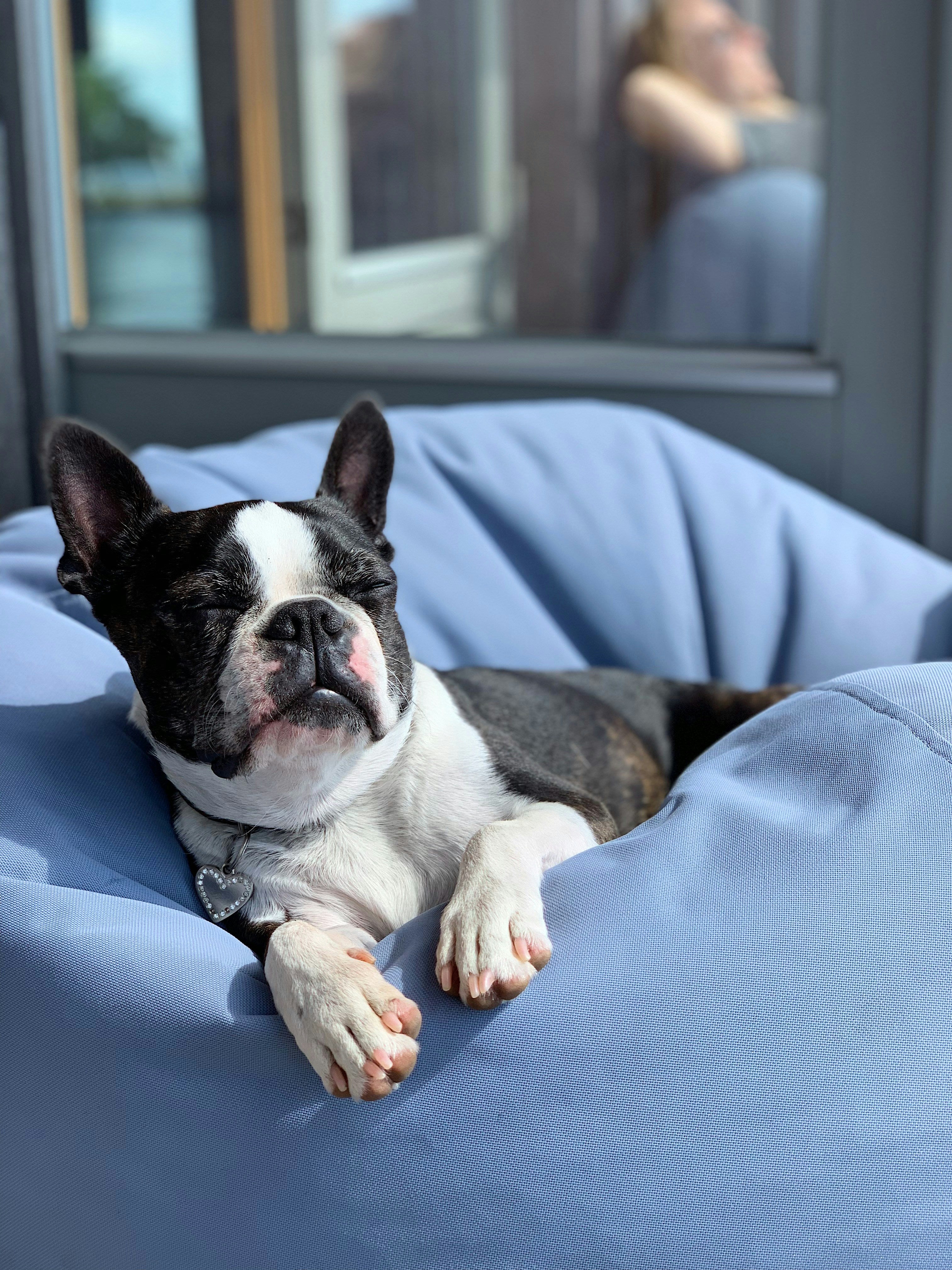 Waterproof vs. Breathable: How to Choose the Right Fabric for Your Dog’s Bed