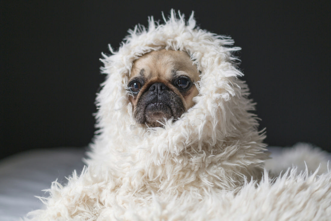 Say Goodbye to "Dog Smell": 3 Simple Habits for a Fresh Living Room
