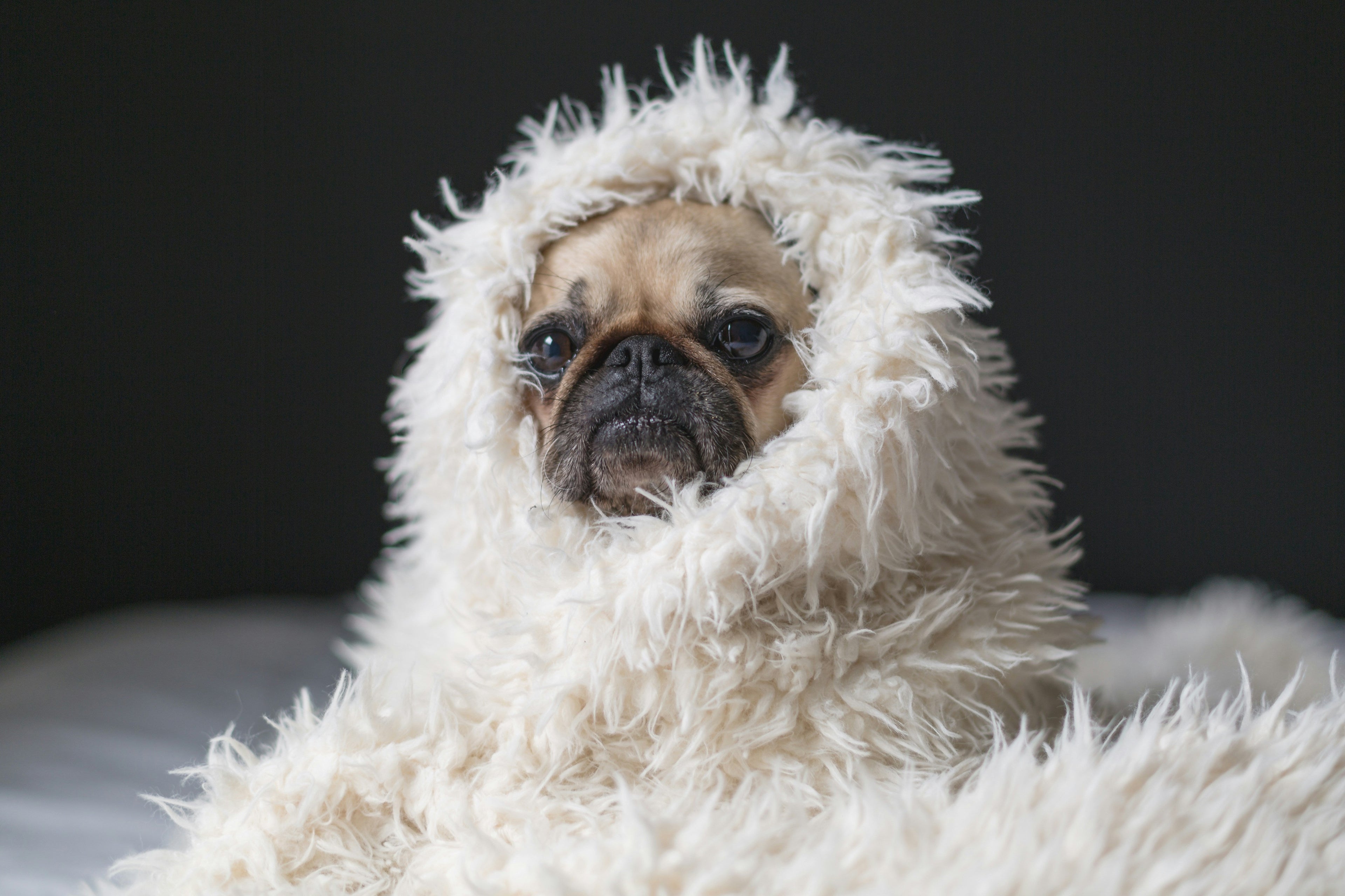 Say Goodbye to "Dog Smell": 3 Simple Habits for a Fresh Living Room