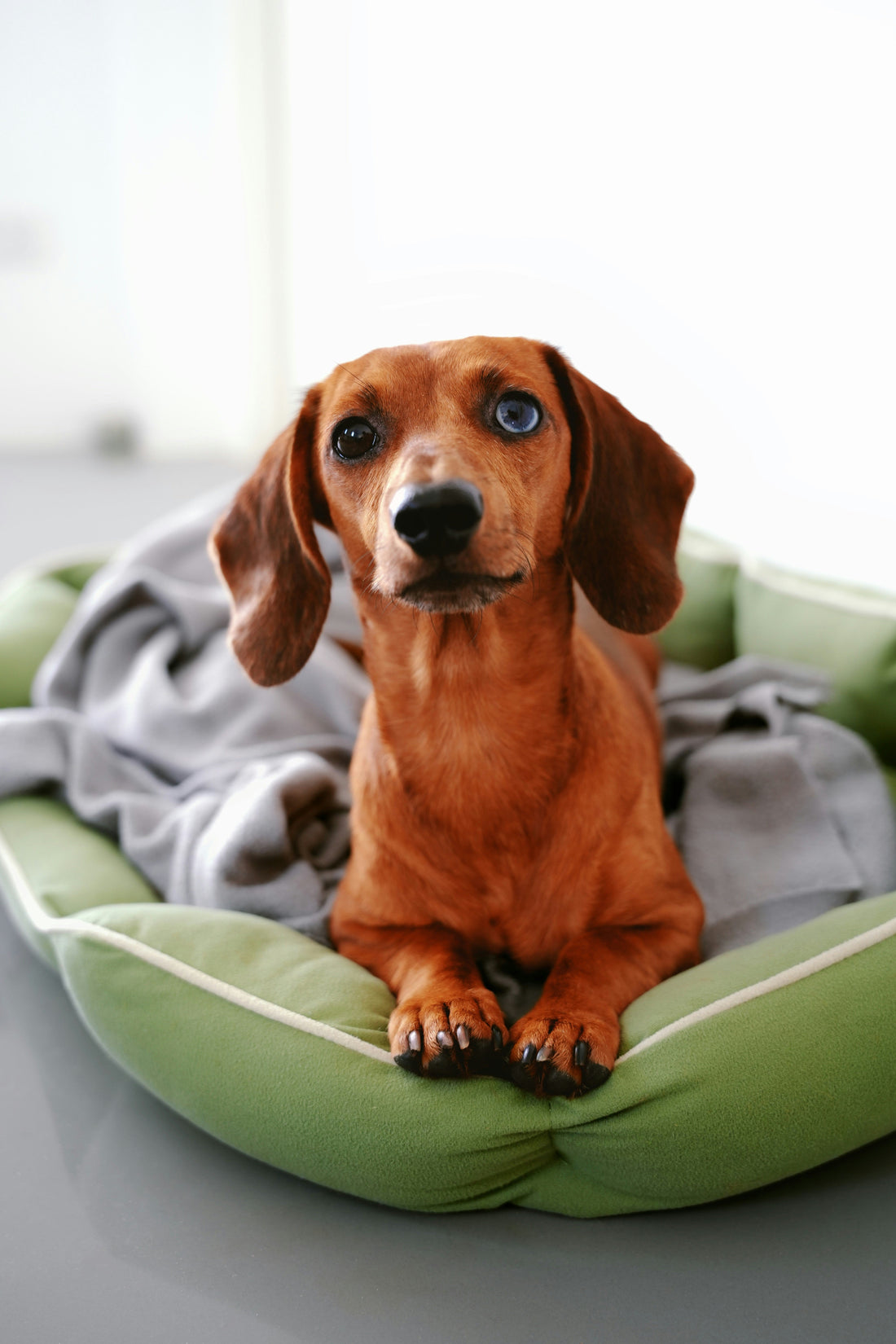Sustainability Starts at Home: Why High-Quality Covers are a Win for Your Pup and the Planet
