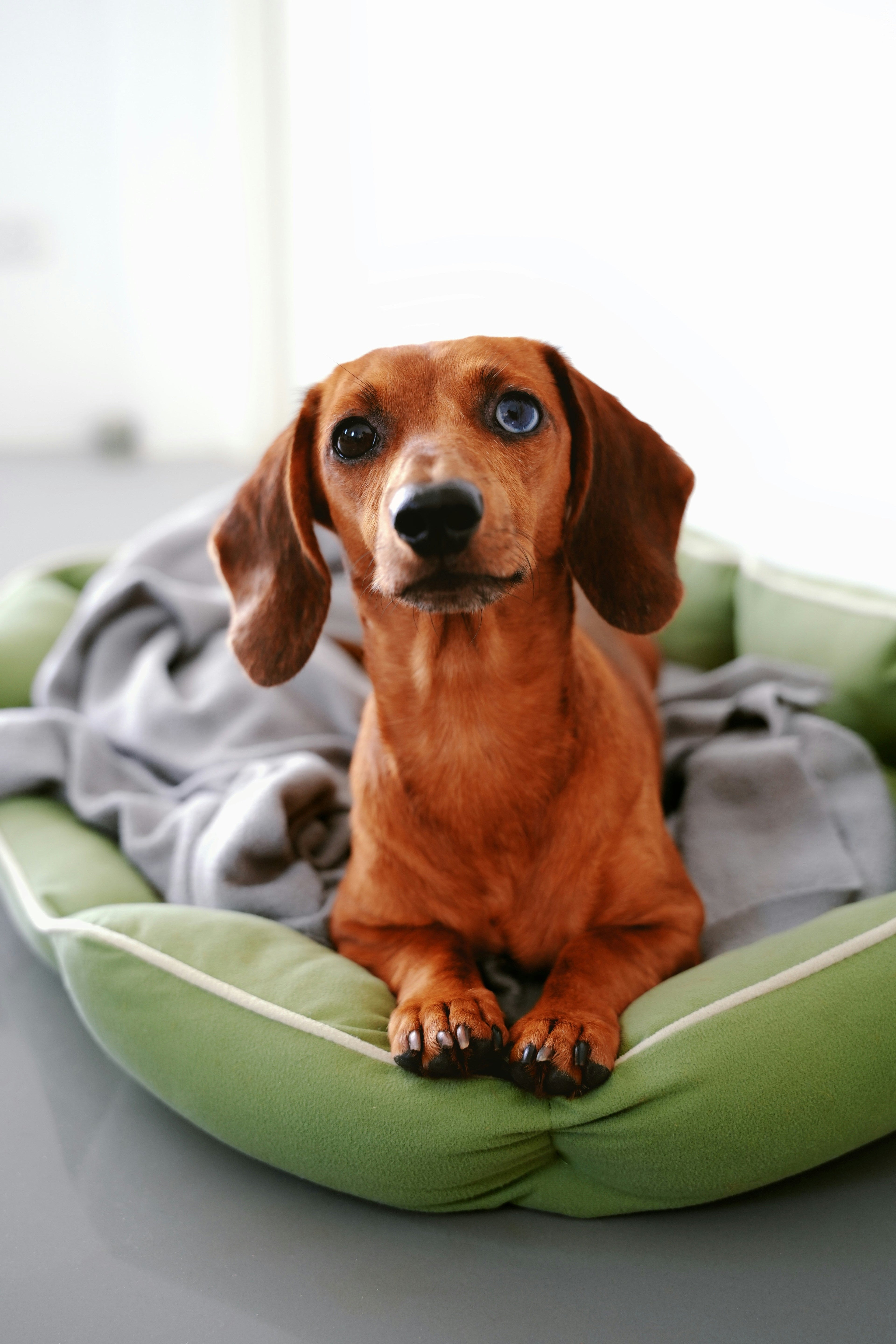 Sustainability Starts at Home: Why High-Quality Covers are a Win for Your Pup and the Planet