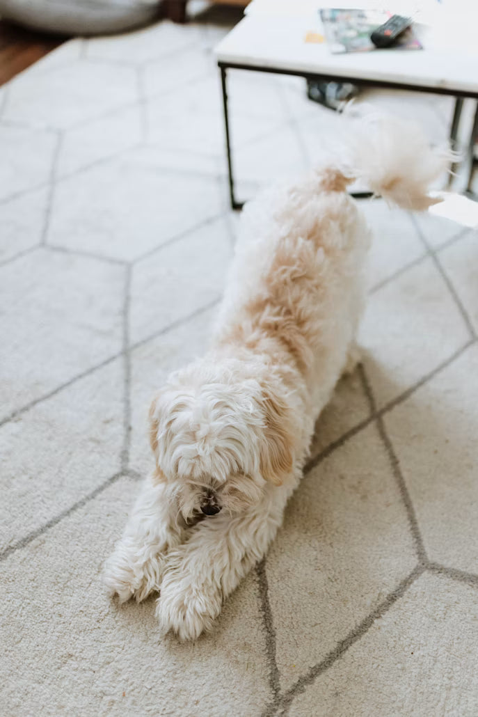 Pet-Friendly Interior Design: Beautiful Rugs That Can Handle Muddy Paws