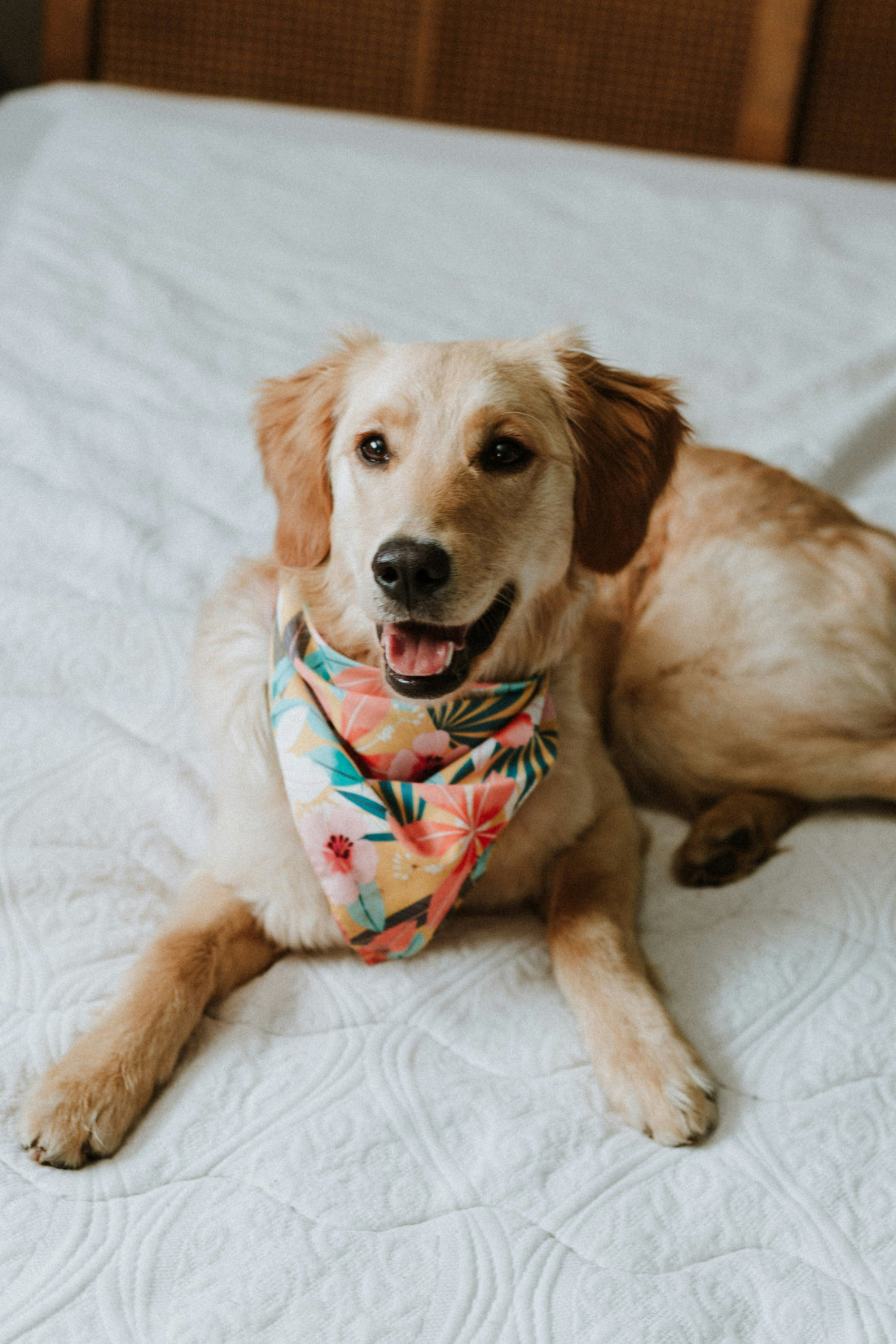 Helping Your Sensitive Dog Fall in Love with Their New Bed Cover