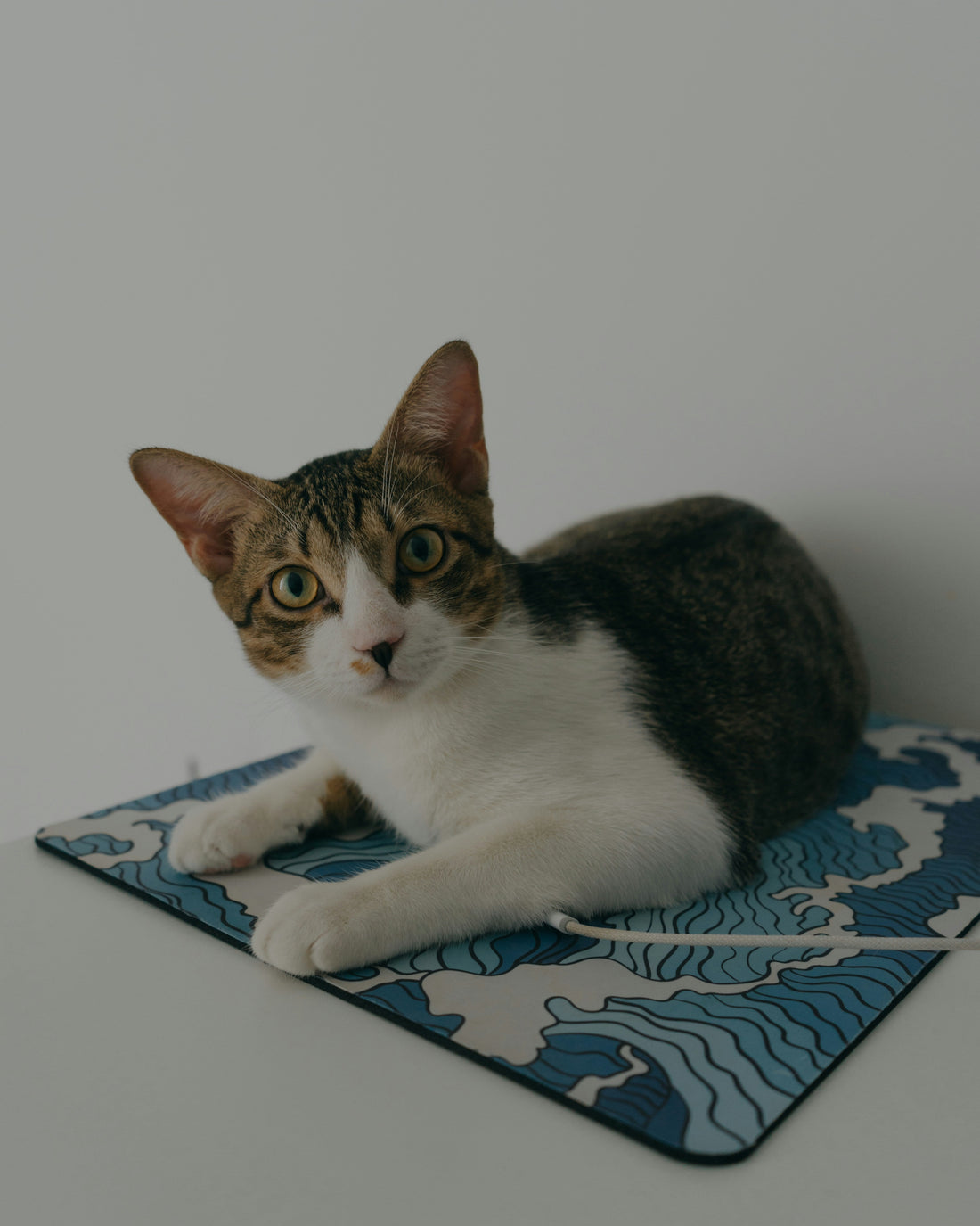 Aesthetics Meet Function: The Science Behind Easy-to-Clean, Waterproof Fabric Mats