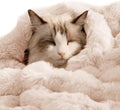 Cat Blanket for Indoor Cats Ultra Soft Plush Faux Fur Kitten Blankets Machine Washable Reversible Pet Throw Protector for Couch Furniture 21"X 18" Milk White