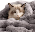 SOMAHE Self-Warming Cat Blanket for Indoor Cats & Small Dogs, Dual-Side Sherpa Plush Throw, Anti-Static Shared Couch Mat for Crate & Travel, Machine Washable No Shrink, 28x22 Inch Gray