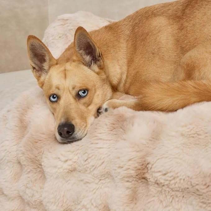 Dream Cloud Pet Sofa Bed – Washable, Waterproof, and High Comfort, Non-Slip Orthopedic Plush Dog Mat for Sofa, Car & Floor (Cookies & Cream, Small)