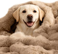 SOMAHE Dog Blanket Self-Warming Throw for Medium & Large Dogs, Dual-Side Sherpa Plush, Thick Crate Bed Cover & Car Seat Mat, Anti-Static Machine Washable No Shrink, 39x30 Inch Coffee
