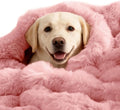 SOMAHE Dog Blanket Self-Warming Throw for Medium & Large Dogs, Dual-Side Sherpa Plush, Thick Crate Bed Cover & Car Seat Mat, Anti-Static Machine Washable No Shrink, 39x30 Inch Pink