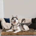 MAVERICK Premium Dog Bed, Orthopedic Dog Bed with High-Grade Memory Foam, Luxurious Faux Fur Sleep Surface, Water-Resistant Liner, Removable & Washable Cover, Non-Slip Bottom for Comfort & Support