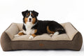 Bedsure XL Pro Orthopedic Dog Beds Large Sized Dog - Extra Thick Supportive Dogs Couch with Waterproof Washable Cover, Extra Large Comfort Pet Bed Sofa with Soft Sherpa and Nonskid Bottom, Brown
