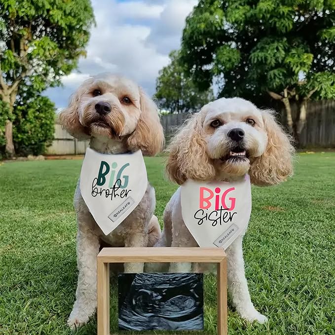 Realeaf Big Brother Big Sister Dog Bandanas Pet Scarf for Medium and Large Dogs New Baby Announcement Pet Accessories Pregnancy Reveal Ideas (X-Large)